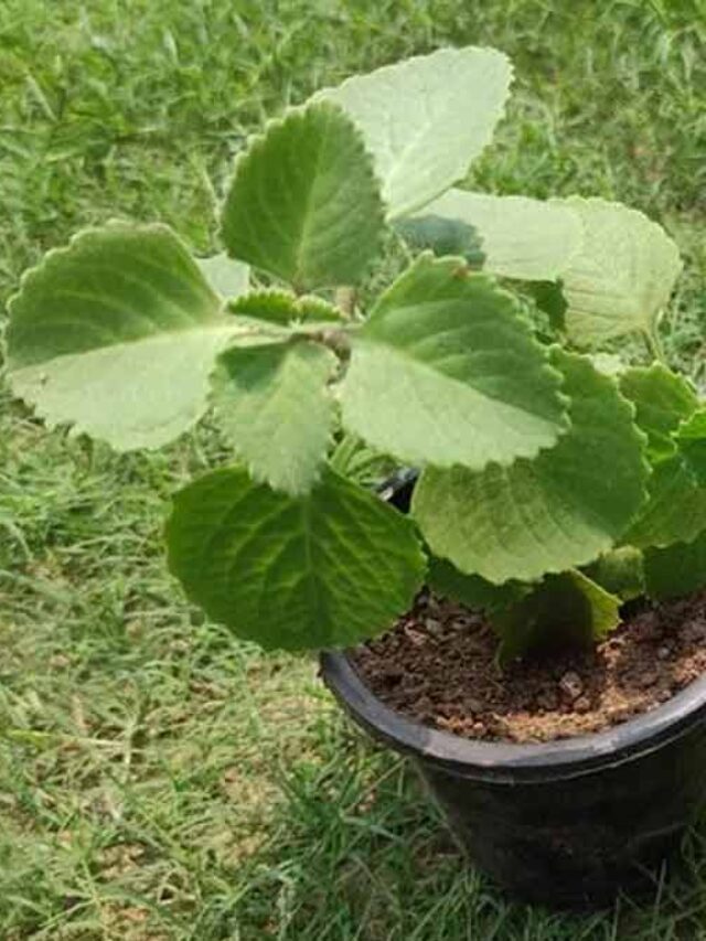 Ajwain Leaf Benefit