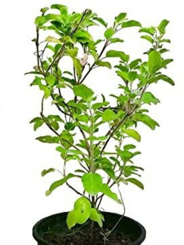तुलसी Plant