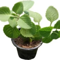 live-ajwine-plant-with-black-pot-1-unique-garden-original-imag5pqzfpezssqy