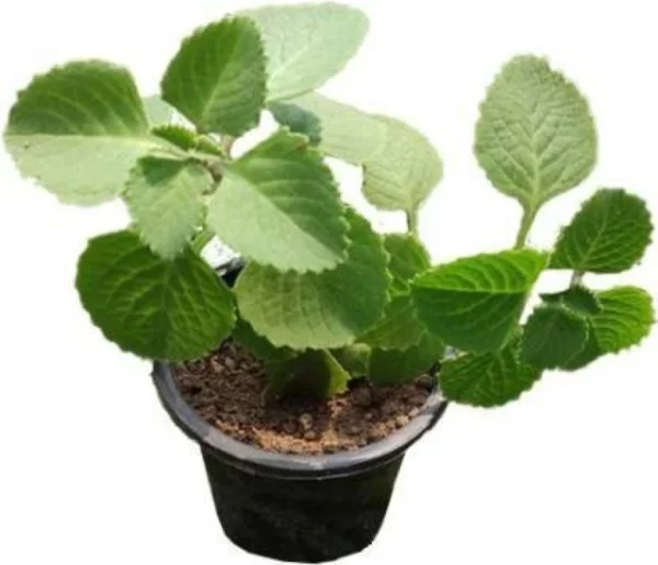 live-ajwine-plant-with-black-pot-1-unique-garden-original-imag5pqzfpezssqy