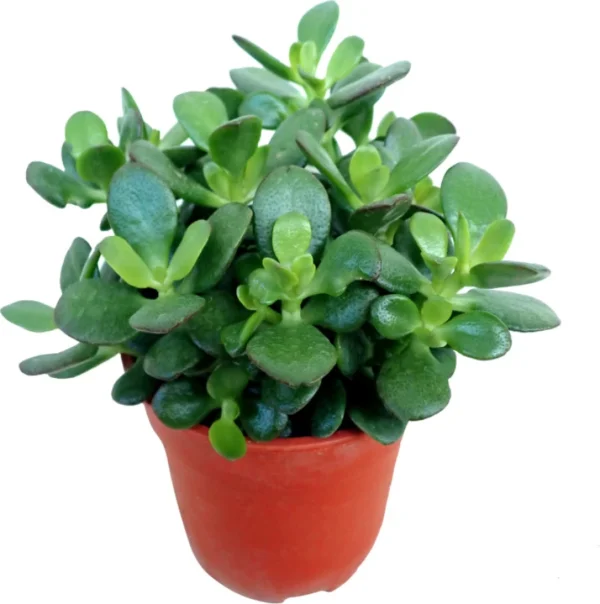 perennial-no-yes-good-luck-jade-plant-jd43-na-plastic-bag-1-original-imagzh8hgrgtkchz