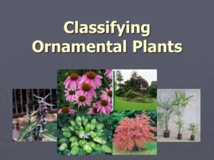 Ornamental Plants