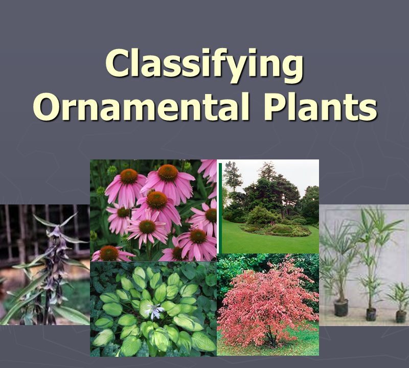 Ornamental Plants