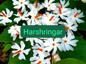 Parijat Plant in 6" Inch Pot | Parijatak Plant | Harsingar