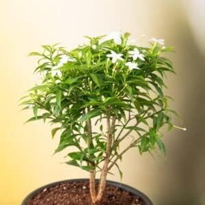 Bonsai Live Flower Plant - Rare" Chandni Flower in 6 inches pot - Image 4