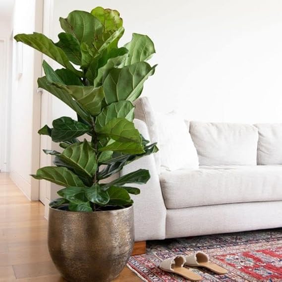 Ficus Lyrata plant in 6" pot - Image 2