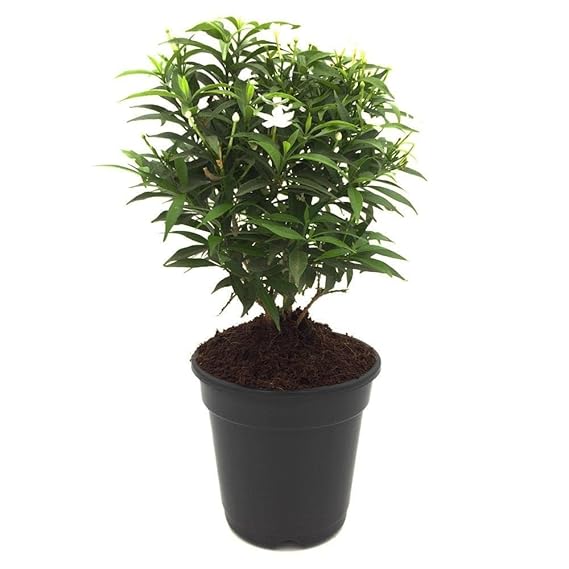 Bonsai Live Flower Plant - Rare" Chandni Flower in 6 inches pot - Image 6
