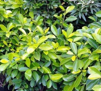 Live Ficus Panda Plant I Ornamental House Plant in 6 inches pot - Image 2