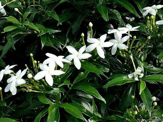 Bonsai Live Flower Plant - Rare" Chandni Flower in 6 inches pot - Image 2