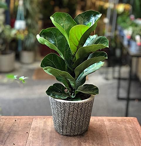 Ficus Lyrata plant in 6" pot - Image 3