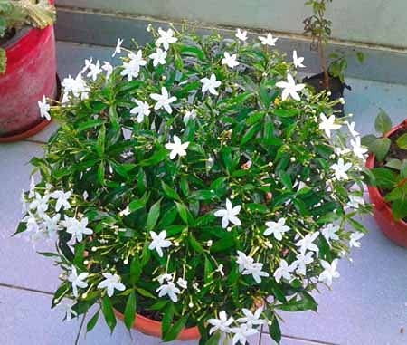Bonsai Live Flower Plant - Rare" Chandni Flower in 6 inches pot - Image 3