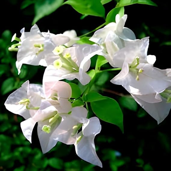 Bougainvillea (White) Flower - Live Plant in 6 inches pot - Image 2