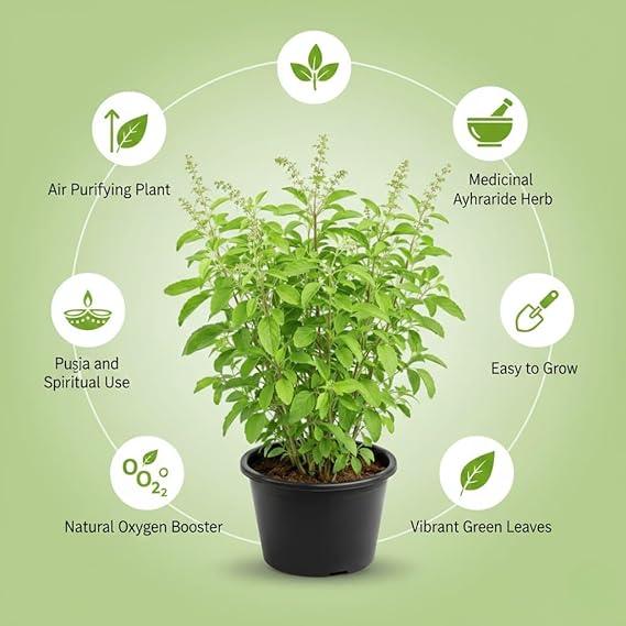 RAMA TULSI LIVE PLANT WITH 6 inches POT - Image 2