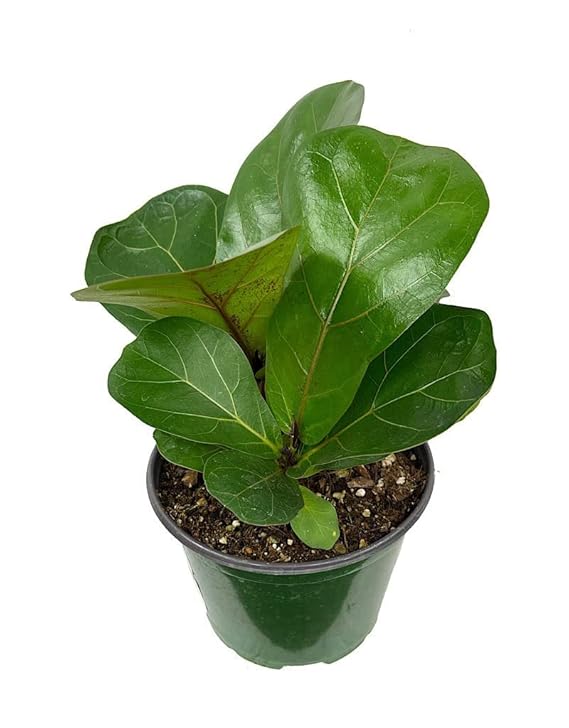 Ficus Lyrata plant in 6" pot - Image 4