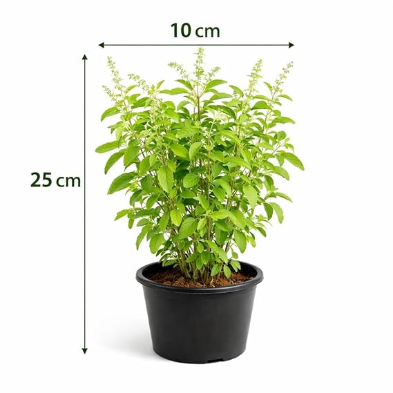 RAMA TULSI LIVE PLANT WITH 6 inches POT - Image 3