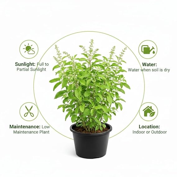 RAMA TULSI LIVE PLANT WITH 6 inches POT - Image 4