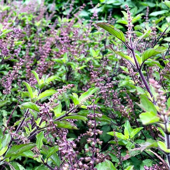 Organic Tulsi Live Plant in Black Plastic Pot Holy Basil Ayurvedic Medicinal Herb Sacred Vastu Home Garden Air Purifying Religious Plant - Image 2