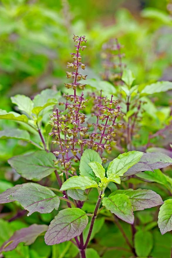 Organic Tulsi Live Plant in Black Plastic Pot Holy Basil Ayurvedic Medicinal Herb Sacred Vastu Home Garden Air Purifying Religious Plant - Image 3