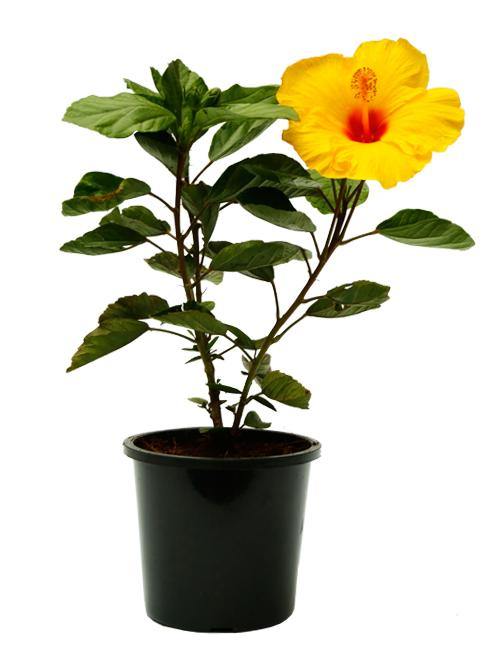 Hibiscus Flower "Jason" Gudhal - Plant (Multicolor) in 6" Pot - Image 3