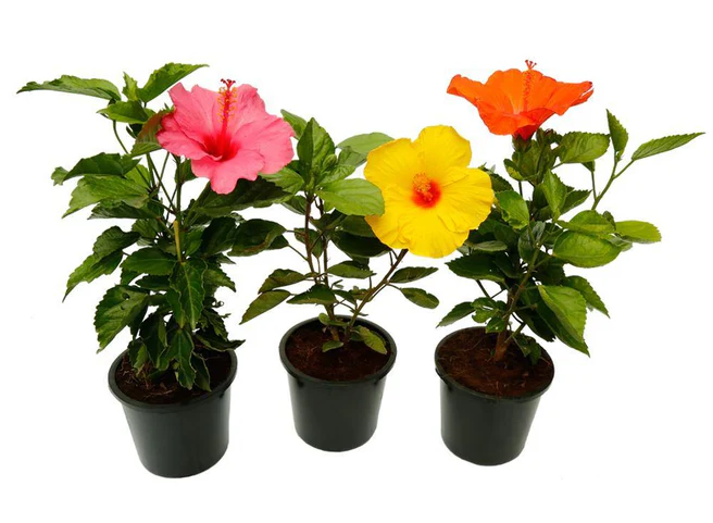 Hibiscus Plant in 6 inches pot - Image 5