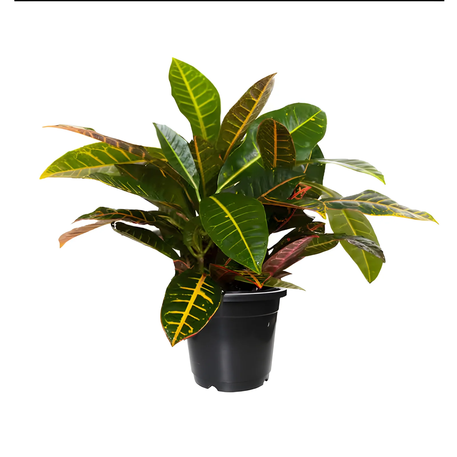 Croton Plant –Codiaeum variegatum Plant in 6 inches pot - Image 2
