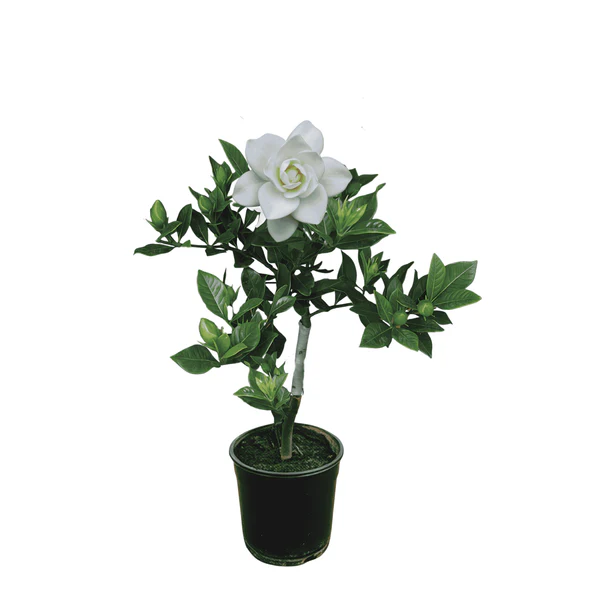 Gandhraj/Gardenia Cape Jasmine Plant with 6" Pot - Image 2