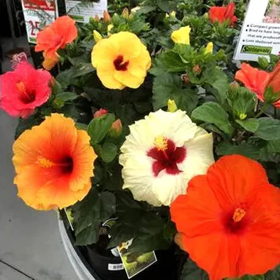 Hibiscus Plant in 6 inches pot - Image 4