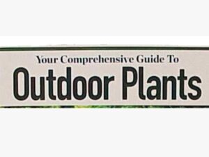 Outdoor Plants