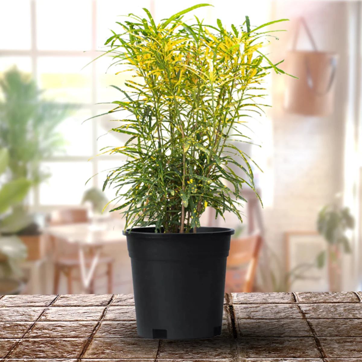Mini Lemon Croton Live Plant in 6 inches pot - Image 2