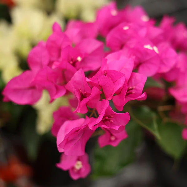 Bougainvillea Plant in 6 Inches Pot - Image 2