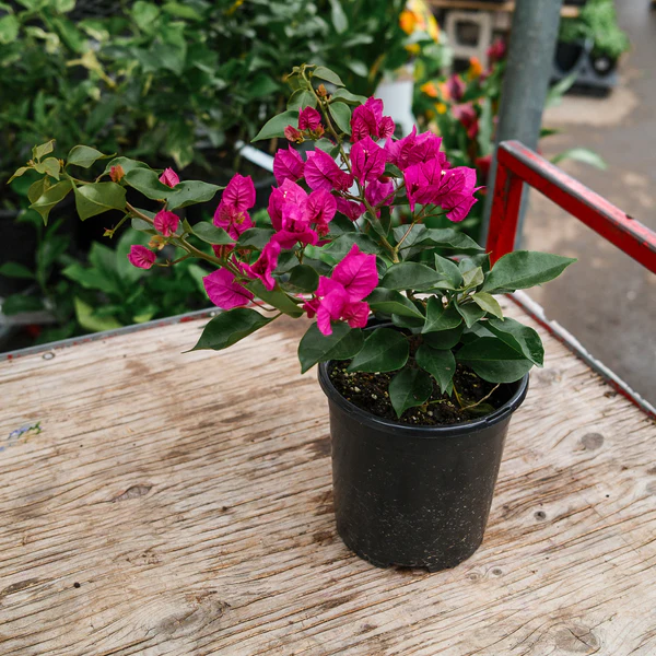 Bougainvillea Plant in 6 Inches Pot - Image 3