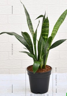 Snake Plant, Sansevieria trifasciata, Sansevieria zeylanica - Plant in 6inches pot - Image 3