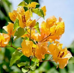 Bougainvillia (Pink) Plants in 6" pot - Image 3