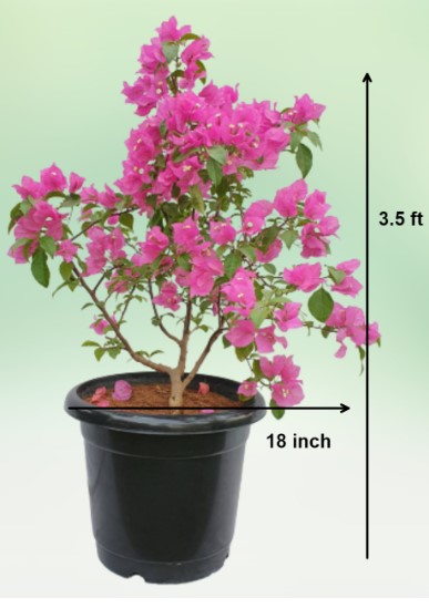 Bougainvillea Pink Flower Plant in 6 Inches Pot - Image 2