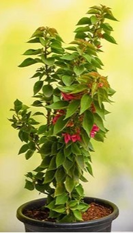 Bougainvilliea Dwarf Pink Plant in 6 Inches Pot - Image 2