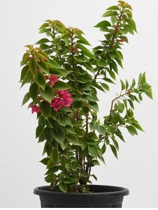 Bougainvilliea Dwarf Pink Plant in 6 Inches Pot - Image 3
