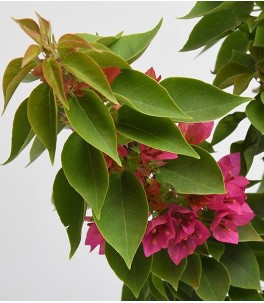 Bougainvilliea Dwarf Pink Plant in 6 Inches Pot - Image 4