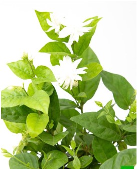 Jasminum sambac, Mogra, Arabian Jasmine - Plant in 6 inches pot - Image 2