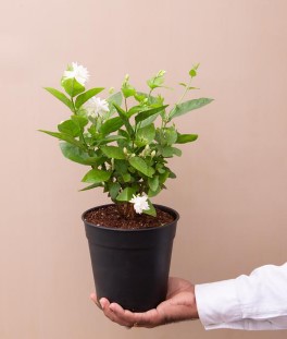 Jasminum sambac, Mogra, Arabian Jasmine - Plant in 6 inches pot - Image 3