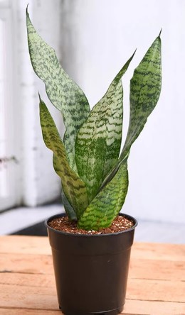 Snake Plant, Sansevieria trifasciata, Sansevieria zeylanica - Plant in 6inches pot - Image 4