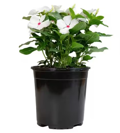 Sadabahar (Vinca) White in 6" Pot - Image 2