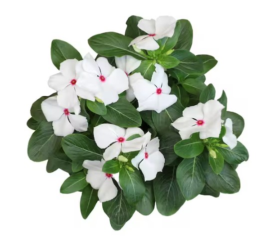 Sadabahar (Vinca) White in 6" Pot - Image 3
