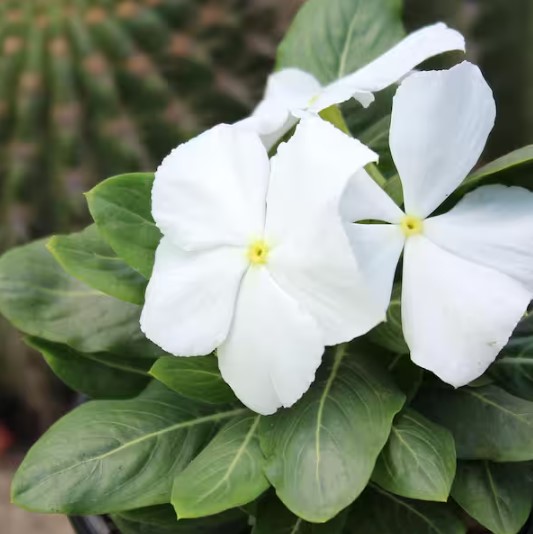 Sadabahar (Vinca) White in 6" Pot - Image 4