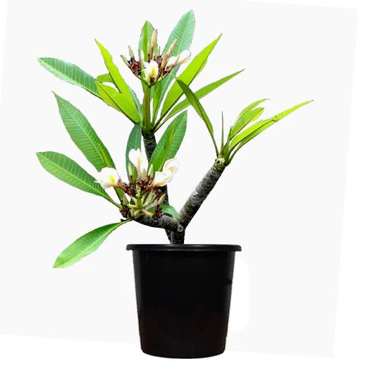 Plumeria, Champa (White) Plant in 6 inch pot - Image 2