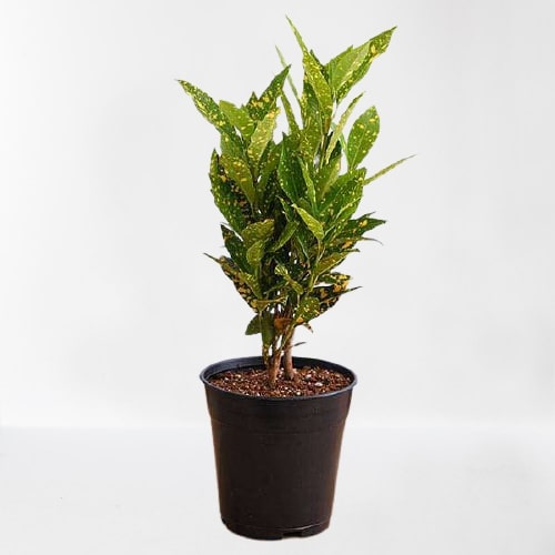 Croton Plant, Codiaeum variegatum (Gold Dust, Small Leaves) Plant – With 6 inches Pot - Image 2