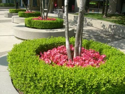 horticulture-service-250x250