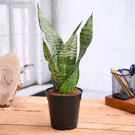 Snake Plant, Sansevieria trifasciata, Sansevieria zeylanica - Plant in 6inches pot - Image 2