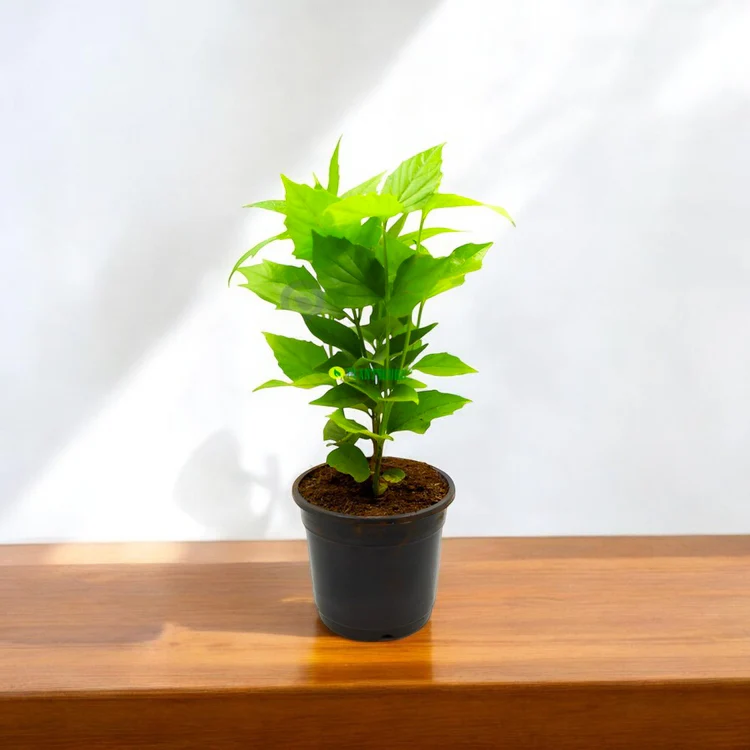 Parijat Plant in 6" Inch Pot | Parijatak Plant | Harsingar - Image 2