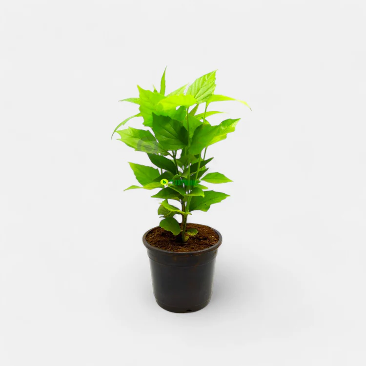 Parijat Plant in 6" Inch Pot | Parijatak Plant | Harsingar - Image 3