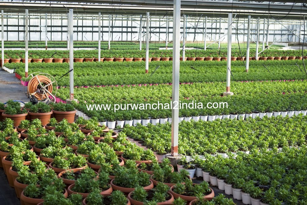 Best-Utah-plant-nursery